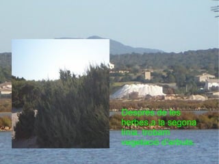 Després de les herbes,a la segona línia, trobam vegetació d'arbuts. 