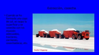 Extracción, cosecha
• Cuando se ha
formado una capa
de sal, se raspa la
superficie y se
cosecha con los
equipos
adecuados,
tractores,
camiones,
cosechadoras, etc.
 