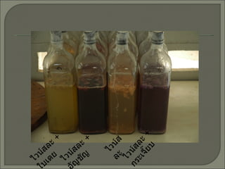 ไวน์สละ ไวน์สละ  +  อัญชัญ ไวน์สละ  +  กระเจี๊ยบ ไวน์สละ  +  ใบเตย 