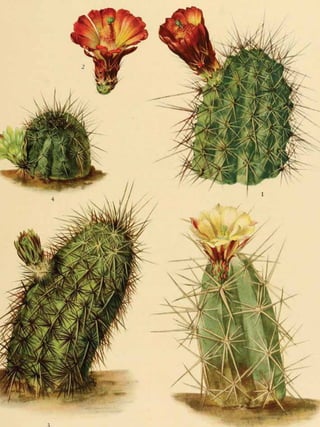 Projeto Salada de Frutas: Zine