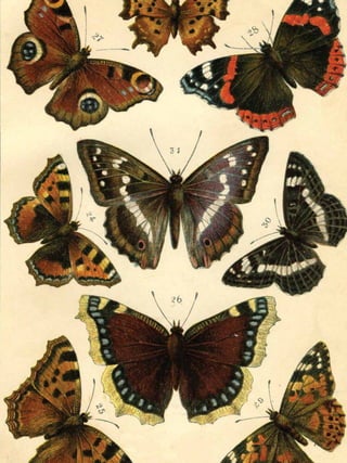 Projeto Salada de Frutas: Zine