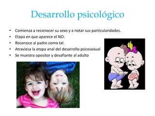 Desarrollo psicológico
•   Comienza a reconocer su sexo y a notar sus particularidades.
•   Etapa en que aparece el NO.
•   Reconoce al padre como tal.
•   Atraviesa la etapa anal del desarrollo psicosexual
•   Se muestra opositor y desafiante al adulto
 
