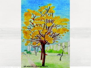 Ipê amarelo – Rodrigo Vieira
 