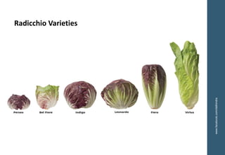www.facebook.com/delhindra
Radicchio Varieties
 
