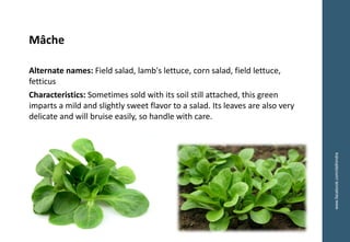 www.facebook.com/delhindra
Mâche
Alternate names: Field salad, lamb's lettuce, corn salad, field lettuce,
fetticus
Characteristics: Sometimes sold with its soil still attached, this green
imparts a mild and slightly sweet flavor to a salad. Its leaves are also very
delicate and will bruise easily, so handle with care.
 