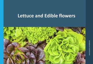 Lettuce and Edible flowers
www.facebook.com/delhindra
 