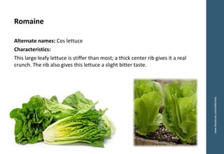 www.facebook.com/delhindra
Romaine
Alternate names: Cos lettuce
Characteristics:
This large leafy lettuce is stiffer than most; a thick center rib gives it a real
crunch. The rib also gives this lettuce a slight bitter taste.
 