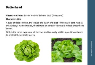 www.facebook.com/delhindra
Butterhead
Alternate names: Butter lettuce, Boston, bibb (limestone)
Characteristics:
A type of head lettuce, the leaves of Boston and bibb lettuces are soft. And as
this variety's name implies, the texture of a butter lettuce is indeed smooth like
butter.
Bibb is the more expensive of the two and is usually sold in a plastic container
to protect the delicate leaves.
 