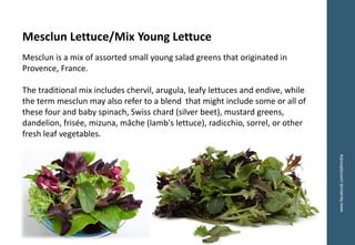 www.facebook.com/delhindra
Mesclun Lettuce/Mix Young Lettuce
Mesclun is a mix of assorted small young salad greens that originated in
Provence, France.
The traditional mix includes chervil, arugula, leafy lettuces and endive, while
the term mesclun may also refer to a blend that might include some or all of
these four and baby spinach, Swiss chard (silver beet), mustard greens,
dandelion, frisée, mizuna, mâche (lamb's lettuce), radicchio, sorrel, or other
fresh leaf vegetables.
 