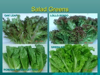 Salad GreensSalad Greens
OAK LEAFOAK LEAF LOLLO ROSSOLOLLO ROSSO
GREEN ICEGREEN ICE
ROMAINE OR COS LETTUCEROMAINE OR COS LETTUCE
 