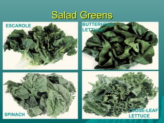Salad GreensSalad Greens
BUTTERHEAD
LETTUCE
ESCAROLE
LOOSE-LEAF
LETTUCESPINACH
 