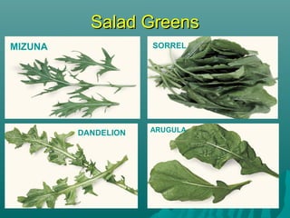 Salad GreensSalad Greens
MIZUNA
DANDELION
SORREL
ARUGULA
 