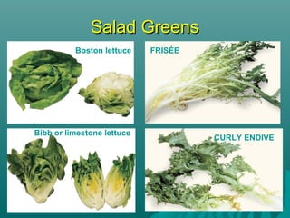 Salad GreensSalad Greens
FRISÉE
CURLY ENDIVE
Boston lettuce
Bibb or limestone lettuce
 