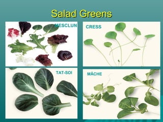 Salad GreensSalad Greens
MÂCHETAT-SOI
CRESSMESCLUN
 