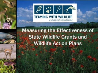 Measuring the Effectiveness of
State Wildlife Grants and
Wildlife Action Plans
 