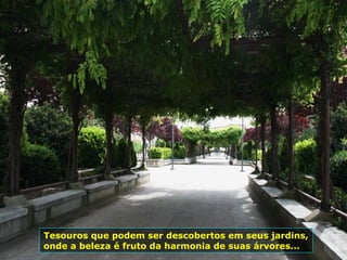 Tesouros que podem ser descobertos em seus jardins,
onde a beleza é fruto da harmonia de suas árvores...
 
