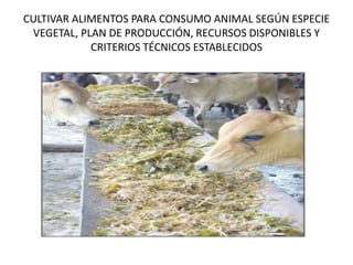 CULTIVAR ALIMENTOS PARA CONSUMO ANIMAL SEGÚN ESPECIE
VEGETAL, PLAN DE PRODUCCIÓN, RECURSOS DISPONIBLES Y
CRITERIOS TÉCNICOS ESTABLECIDOS
 