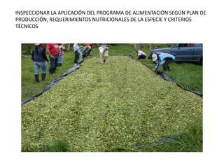 INSPECCIONAR LA APLICACIÓN DEL PROGRAMA DE ALIMENTACIÓN SEGÚN PLAN DE
PRODUCCIÓN, REQUERIMIENTOS NUTRICIONALES DE LA ESPECIE Y CRITERIOS
TÉCNICOS
 