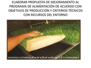 ELABORAR PROPUESTA DE MEJORAMIENTO AL
PROGRAMA DE ALIMENTACIÓN DE ACUERDO CON
OBJETIVOS DE PRODUCCIÓN Y CRITERIOS TÉCNICOS
CON RECURSOS DEL ENTORNO
 