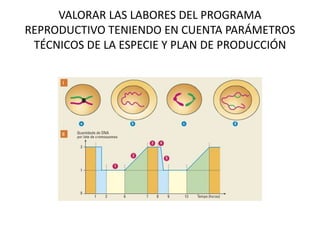 VALORAR LAS LABORES DEL PROGRAMA
REPRODUCTIVO TENIENDO EN CUENTA PARÁMETROS
TÉCNICOS DE LA ESPECIE Y PLAN DE PRODUCCIÓN
 