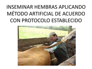 INSEMINAR HEMBRAS APLICANDO
MÉTODO ARTIFICIAL DE ACUERDO
CON PROTOCOLO ESTABLECIDO
 