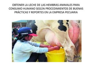 OBTENER LA LECHE DE LAS HEMBRAS ANIMALES PARA
CONSUMO HUMANO SEGÚN PROCEDIMIENTOS DE BUENAS
PRÁCTICAS Y REPORTES EN LA EMPRESA PECUARIA
 