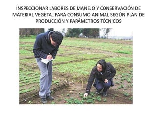 INSPECCIONAR LABORES DE MANEJO Y CONSERVACIÓN DE
MATERIAL VEGETAL PARA CONSUMO ANIMAL SEGÚN PLAN DE
PRODUCCIÓN Y PARÁMETROS TÉCNICOS
 