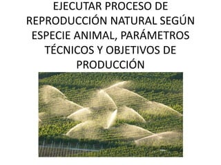 EJECUTAR PROCESO DE
REPRODUCCIÓN NATURAL SEGÚN
ESPECIE ANIMAL, PARÁMETROS
TÉCNICOS Y OBJETIVOS DE
PRODUCCIÓN
 