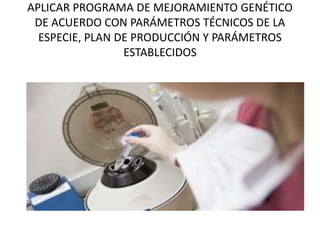 APLICAR PROGRAMA DE MEJORAMIENTO GENÉTICO
DE ACUERDO CON PARÁMETROS TÉCNICOS DE LA
ESPECIE, PLAN DE PRODUCCIÓN Y PARÁMETROS
ESTABLECIDOS
 