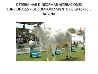 DETERMINAR E INFORMAR ALTERACIONES
FUNCIONALES Y DE COMPORTAMIENTO DE LA ESPECIE
BOVINA
 