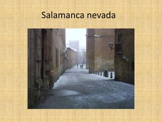 Salamanca nevada
 