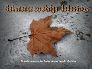 Salamanca se abriga  de los fríos El invierno arrice las hojas que ha dejado el otoño. 