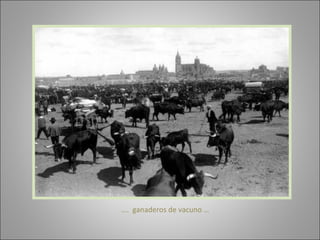 … .  ganaderos de vacuno …  