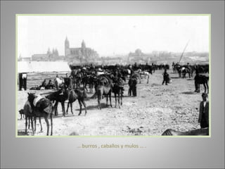 …  burros , caballos y mulos … . 