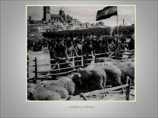 …  ovejas y cabras … 