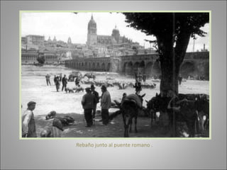 Rebaño junto al puente romano . 