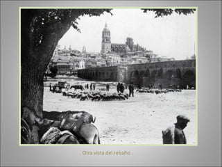 Otra vista del rebaño . 