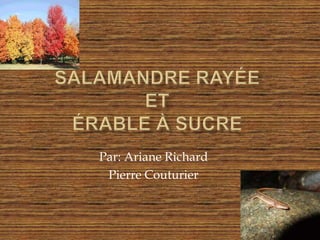 Salamandre Rayée etÉrable à sucre Par: Ariane Richard Pierre Couturier  
