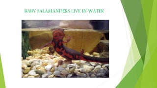 BABY SALAMANDERS LIVE IN WATER
 