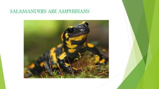 SALAMANDERS ARE AMPHIBIANS
 