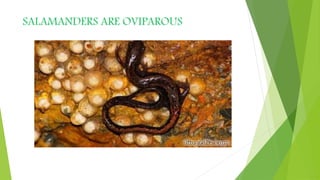 SALAMANDERS ARE OVIPAROUS
 