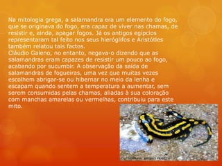 Na mitologia grega, a salamandra era um elemento do fogo,
que se originava do fogo, era capaz de viver nas chamas, de
resistir e, ainda, apagar fogos. Já os antigos egípcios
representaram tal feito nos seus hieróglifos e Aristótles
também relatou tais factos.
Cláudio Galeno, no entanto, negava-o dizendo que as
salamandras eram capazes de resistir um pouco ao fogo,
acabando por sucumbir. A observação da saída de
salamandras de fogueiras, uma vez que muitas vezes
escolhem abrigar-se ou hibernar no meio da lenha e
escapam quando sentem a temperatura a aumentar, sem
serem consumidas pelas chamas, aliadas à sua coloração
com manchas amarelas ou vermelhas, contribuiu para este
mito.
 
