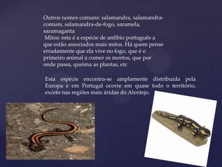 Outros nomes comuns: salamandra, salamandra-
comum, salamandra-de-fogo, saramela,
saramaganta
 Mitos: esta é a espécie de anfíbio português a
que estão associados mais mitos. Há quem pense
erradamente que ela vive no fogo, que é o
primeiro animal a comer os mortos, que por
onde passa, queima as plantas, etc

Esta espécie encontra-se amplamente distribuída pela
Europa e em Portugal ocorre em quase todo o território,
exceto nas regiões mais áridas do Alentejo.
 