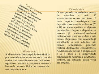 Ciclo de Vida
                                              O seu período reprodutivo ocorre
                                              de     setembro     a    maio.   O
                                              acasalamento ocorre em terra. É
                                              uma espécie ovovivípara que
                                              deposita directamente as larvas (20
                                              a 40) no meio aquático e, algumas
                                              populações, chegam a depositar os
                                              juvenis    já    metamorfoseados.A
                                              metamorfose dura entre dois e seis
                                              meses. Os juvenis, com coloração já
                                              semelhante à dos adultos, são
                                              menos      sedentários,   podendo
                                              realizar deslocações consideráveis.
                Alimentação                   A Maturidade sexual é atingida aos
A alimentação desta espécie é contituida      3 a 4 anos e a longevidade
por invertebrados terrestres. As larvas são   conhecida na natureza é de 20 anos,
muito vorazes e alimentam-se de insetos       embora, em cativeiro possa viver
aquáticos, crustáceos, pequenos vermes, e     até 50 anos.
larvas de outros anfíbios ou, mesmo, da
sua própria espécie.
 
