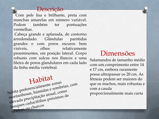 Descrição
  Com pele lisa e brilhante, preta com
manchas amarelas em número variável.
Podem       também      ter    pontuações
vermelhas.
 Cabeça grande e aplanada, de contorno
arredondado.       Glândulas     parótidas
grandes e com poros escuros bem
visíveis,       olhos       relativamente
proeminentes, em posição lateral. Corpo         Dimensões
robusto com sulcos nos flancos e uma Salamandra de tamanho médio
fileira de poros glandulares em cada lado com um comprimento entre 14
da linha média vertebral.                  e 17 cm, embora raramente
                                           possa ultrapassar os 20 cm. As
                                           fêmeas podem ser maiores do
                                           que os machos, mais robustas e
                                           com a cauda
                                           proporcionalmente mais curta
 