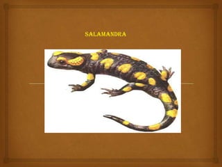 Salamandra
 
