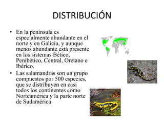 DISTRIBUCIÓN
• En la península es
especialmente abundante en el
norte y en Galicia, y aunque
menos abundante está presente
en los sistemas Bético,
Penibético, Central, Oretano e
Ibérico.
• Las salamandras son un grupo
compuestos por 500 especies,
que se distribuyen en casi
todos los continentes como
Norteamérica y la parte norte
de Sudamérica
 