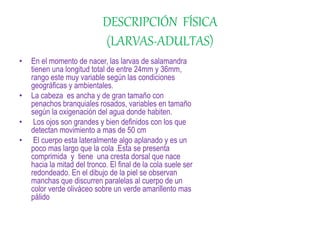 DESCRIPCIÓN FÍSICA
(LARVAS-ADULTAS)
• En el momento de nacer, las larvas de salamandra
tienen una longitud total de entre 24mm y 36mm,
rango este muy variable según las condiciones
geográficas y ambientales.
• La cabeza es ancha y de gran tamaño con
penachos branquiales rosados, variables en tamaño
según la oxigenación del agua donde habiten.
• Los ojos son grandes y bien definidos con los que
detectan movimiento a mas de 50 cm
• El cuerpo esta lateralmente algo aplanado y es un
poco mas largo que la cola .Esta se presenta
comprimida y tiene una cresta dorsal que nace
hacia la mitad del tronco. El final de la cola suele ser
redondeado. En el dibujo de la piel se observan
manchas que discurren paralelas al cuerpo de un
color verde oliváceo sobre un verde amarillento mas
pálido
 