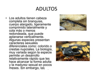 ADULTOS
• Los adultos tienen cabeza
completa sin branquias,
cuerpo alargado, ligeramente
comprimido lateralmente y
cola más o menos
redondeada, que puede
aplanarse verticalmente.
Algunas especies presentan
caracteres sexuales
diferenciales como: colorido o
crestas nupciales. La biología,
muy variada según la especie
permite un desarrollo
relativamente rápido que les
hace alcanzar la forma adulta
y la madurez sexual en pocos
meses. Sin embargo, las
 