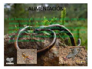 ALIMENTACIÓN
• Las lombrices de tierra son un gran platillo para ellas,
aunque también le gustan las babosas, los
escarabajos, los ciempiés pequeños, algunos insectos,
por lo general los invertebrados de cuerpo blando son
sus preferidos. La salamandra tiene capacidad de
pasar semanas sin comer.
 